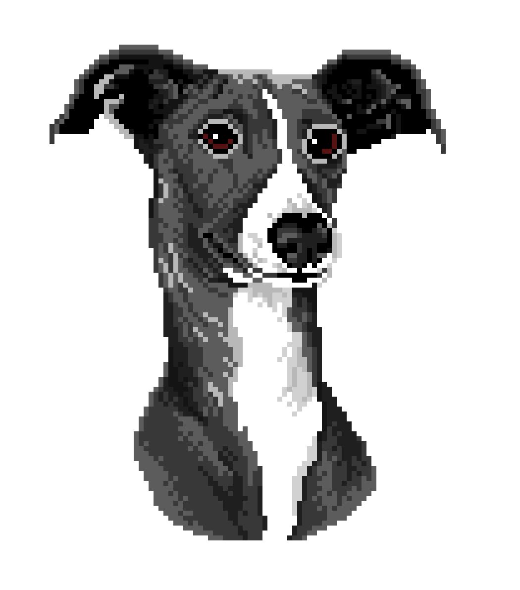 Greyhound