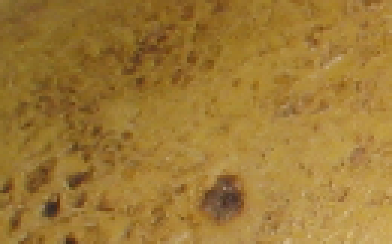 [2459d9] close up on potato