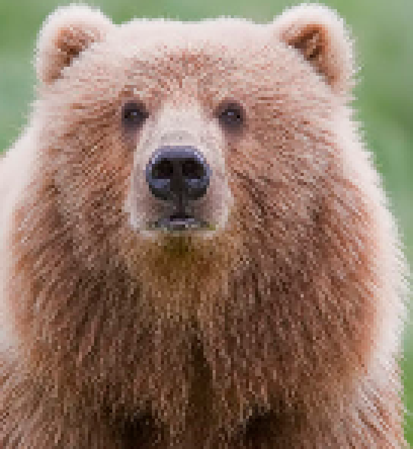 [b55193] Bear Face
