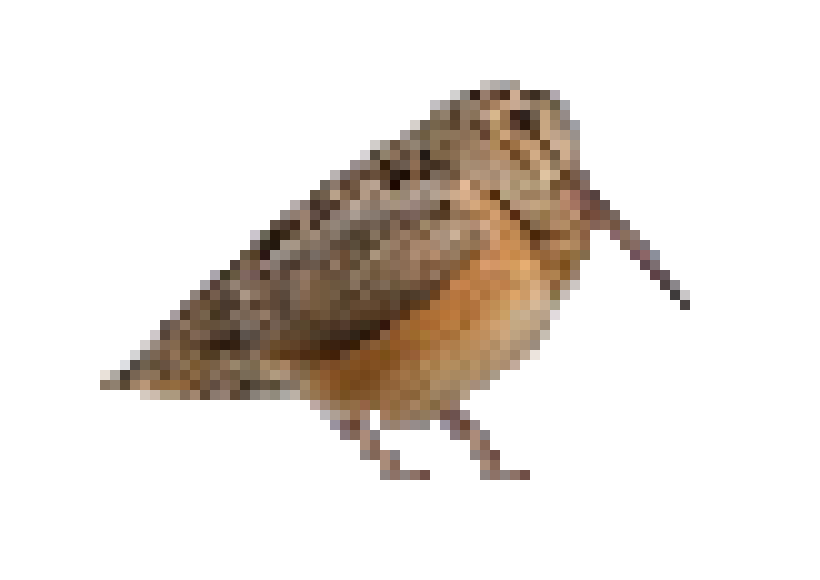 [6ed3ca] bird1