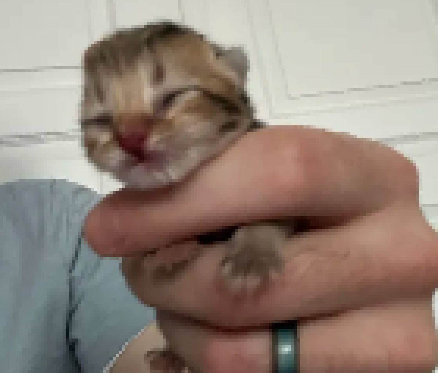 [f054c7] i'm gonna do a squid game with all the kittens once theyre all born