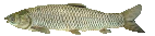 [089e3c] thefish