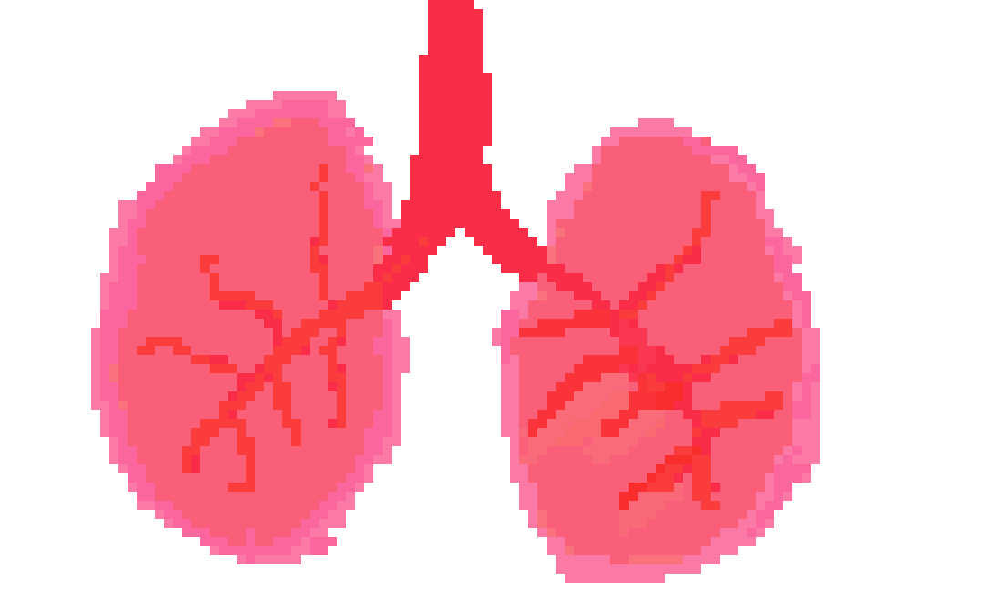 [0cac1d] lungs(science)