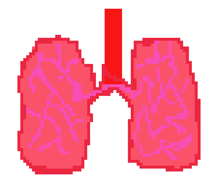 [2b4978] Lungs