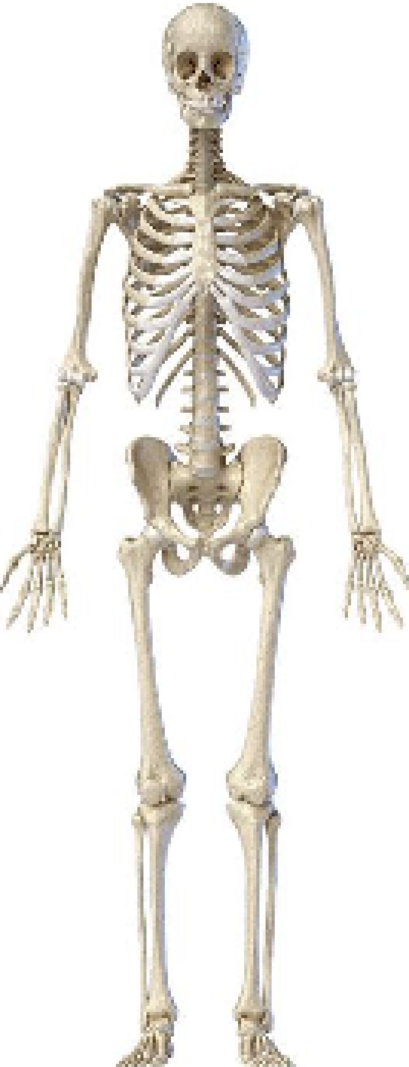 [d6a07b] skeleton