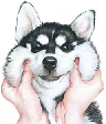 [dfdafc] Dog_38
