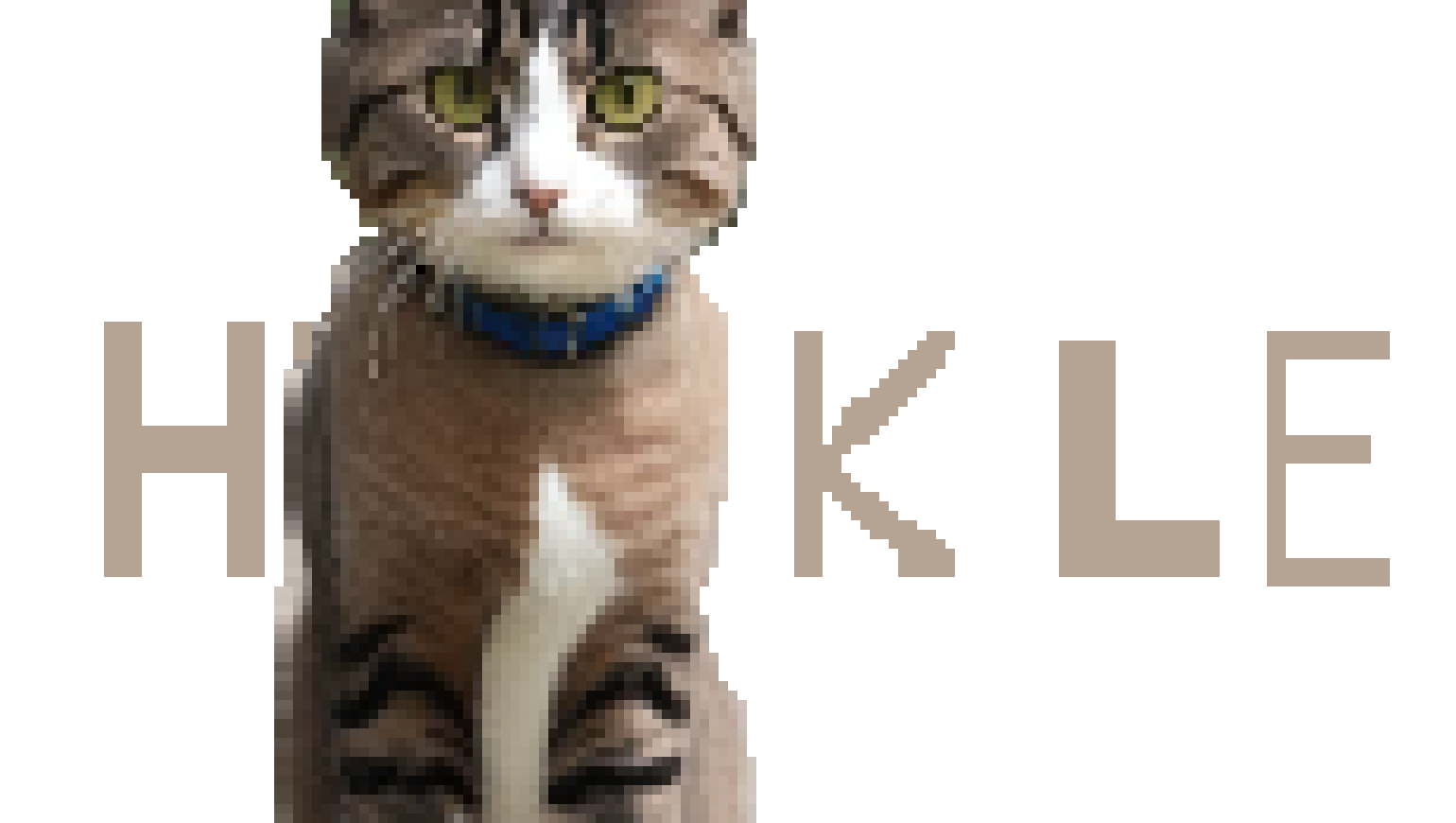 [80d867] Huckle, Hattie's cat