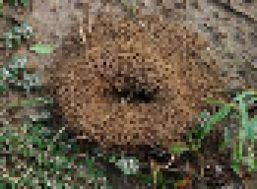 [050f15] ant mound