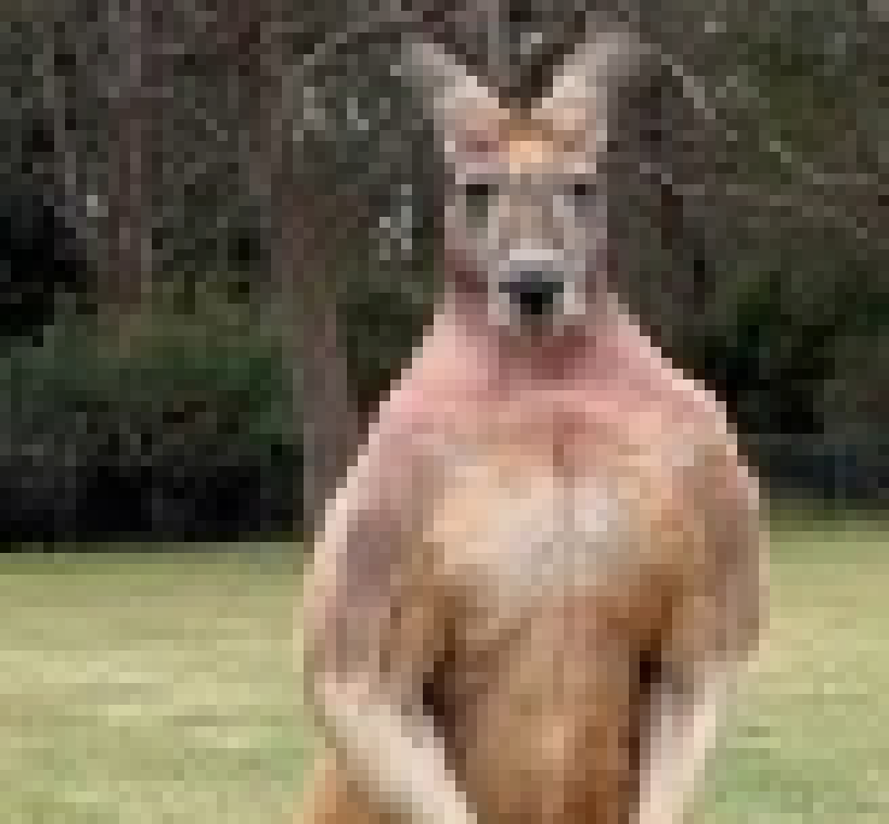 [0e3ed5] roo