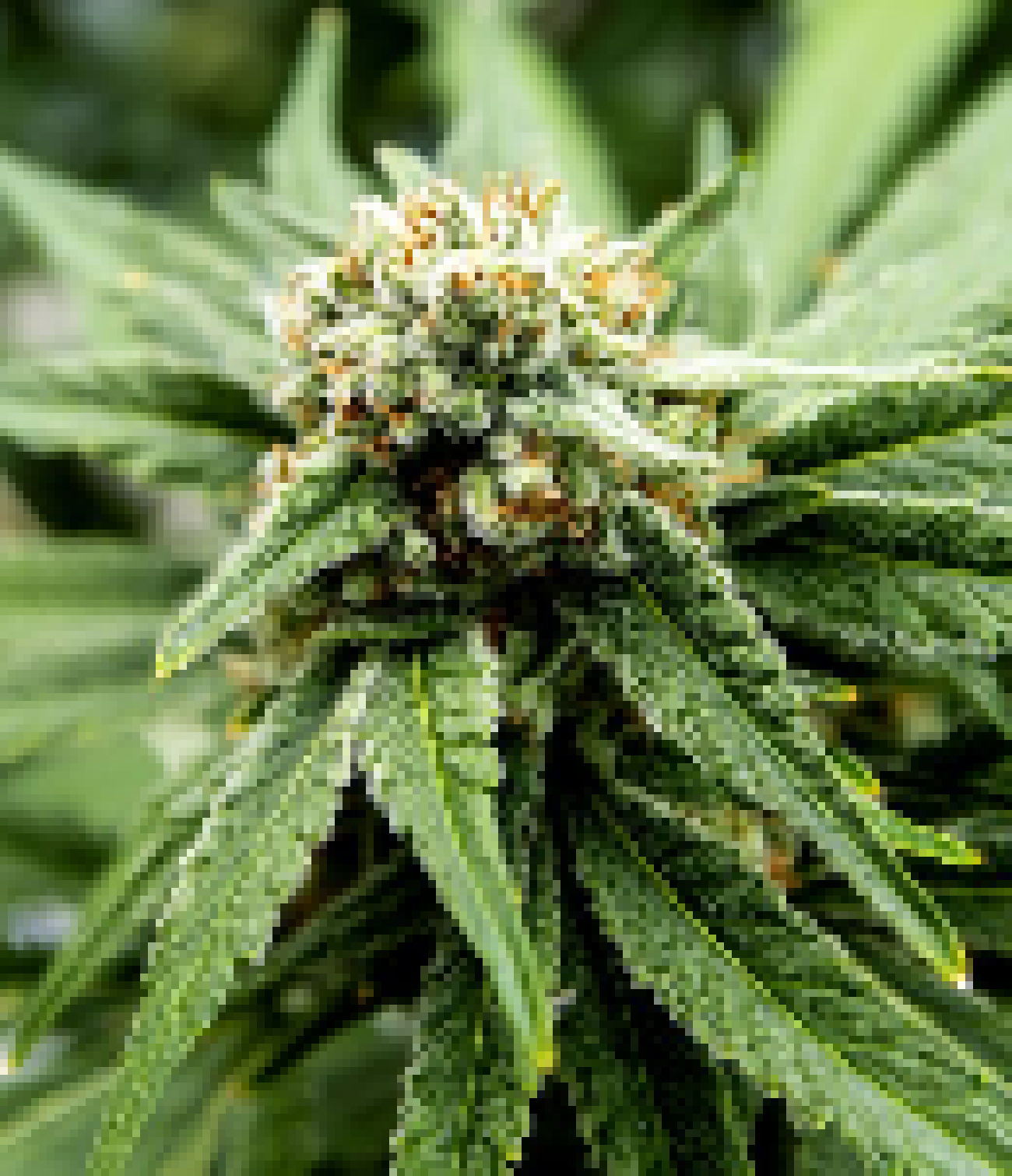 [cbd05a] weed