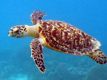 [7d77af] Turte