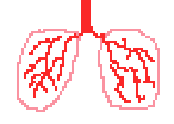 [570043] Lungs