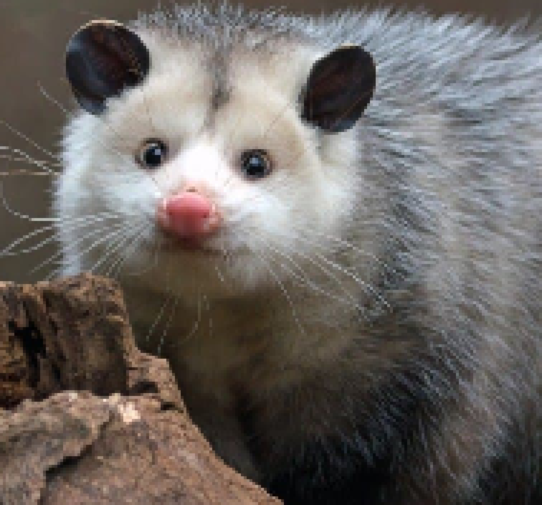 [8048ed] thinking about if i should just blaze through all of the 4 modules to 100% this assignment or just ignore them because i've already done all of the paper assignments for them based mostly off of guessing