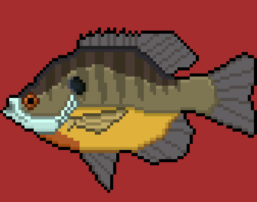 [11f564] Bluegill