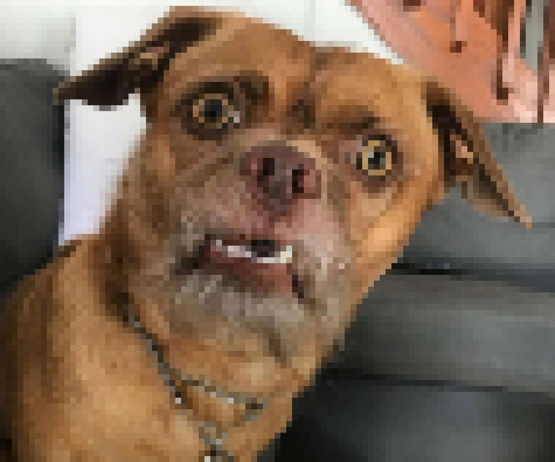 [cdbdda] dog