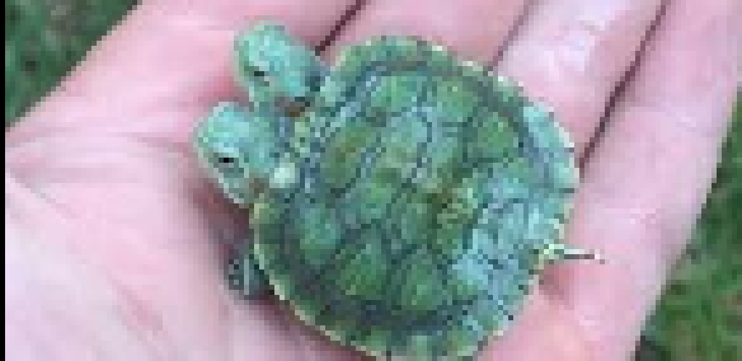 [155266] turtle x2