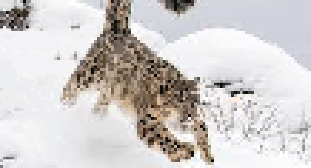 [985124] pixel art