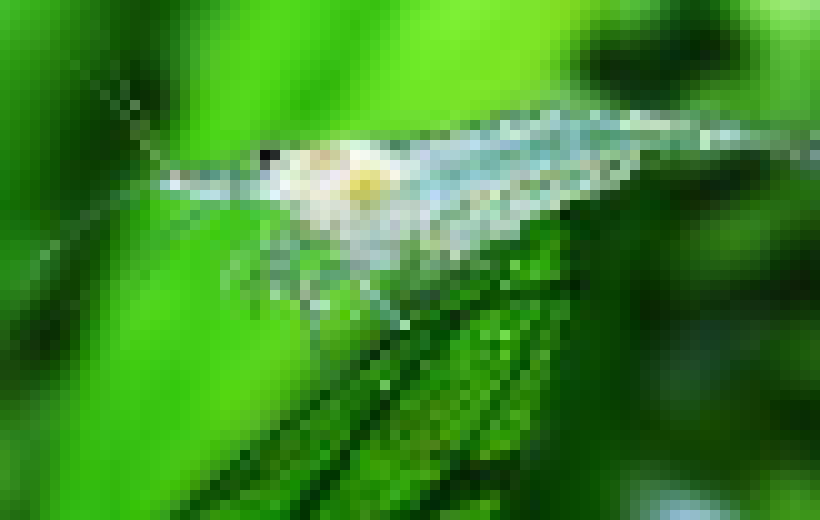 [7dce9f] Shrimp