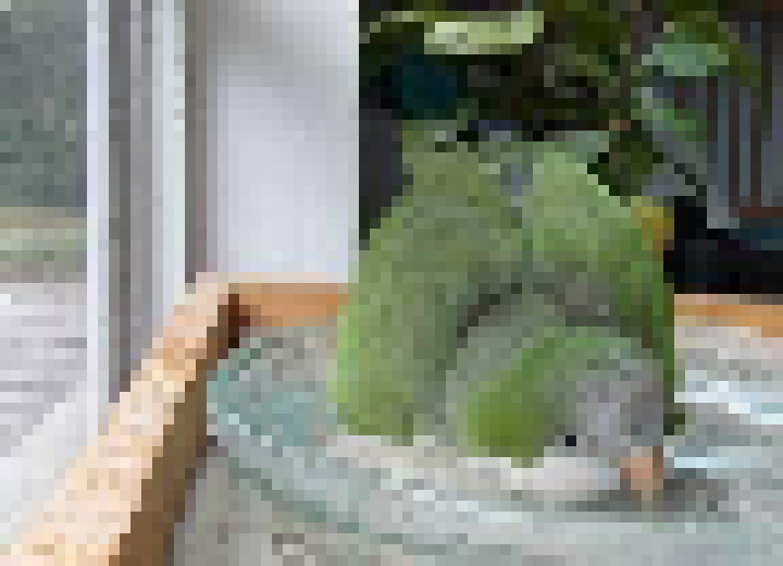 [7ab2ad] My Parrot