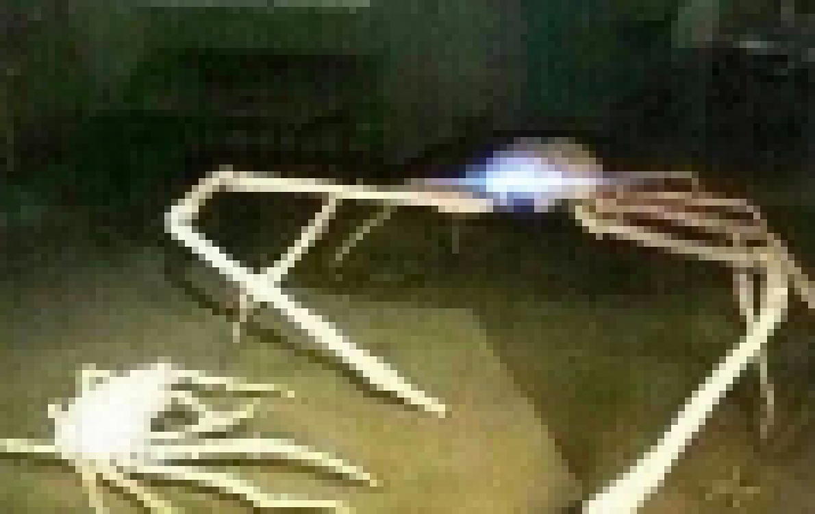 [990543] Whomst dare challenge the almighty one?