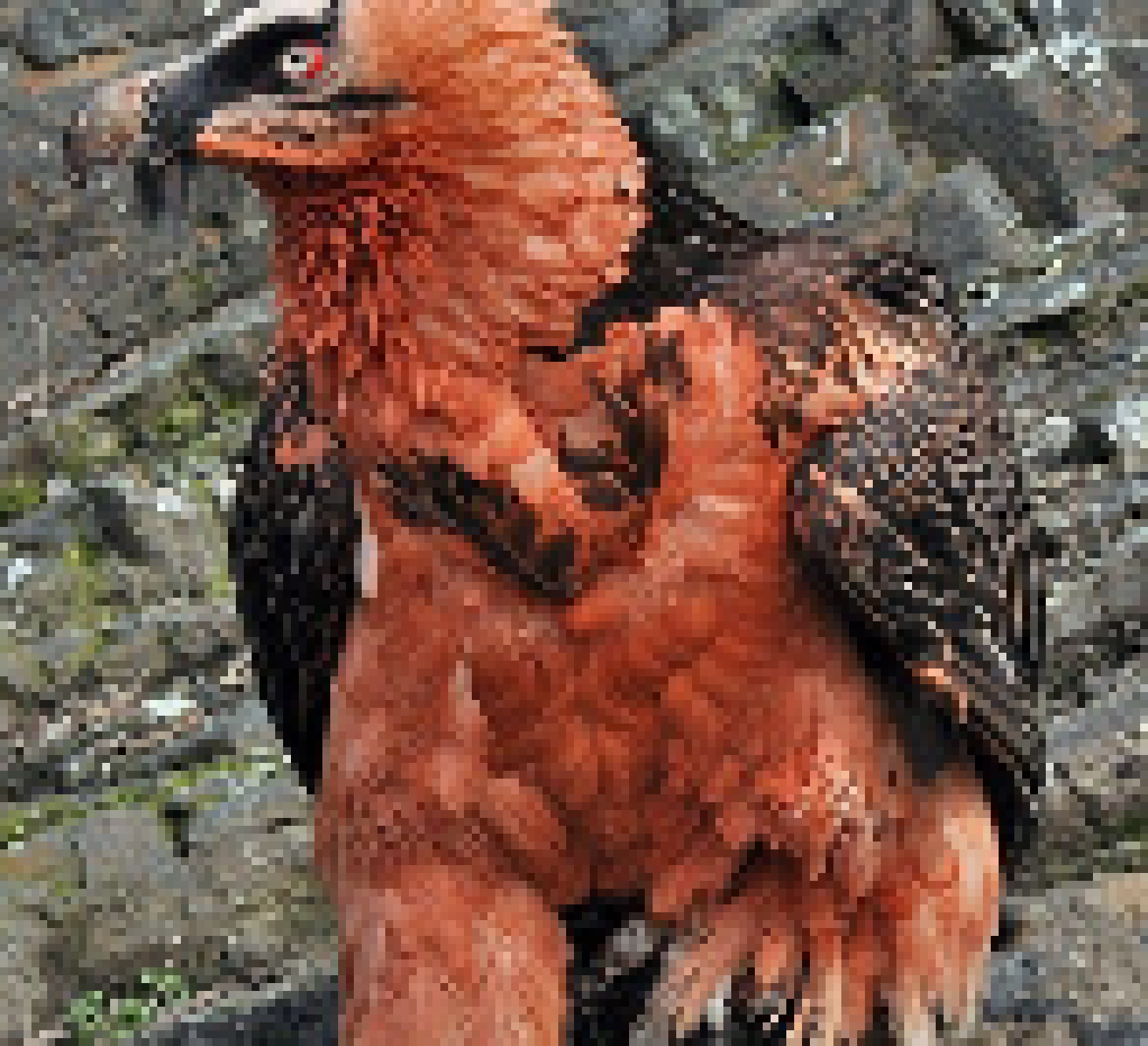 [b09347] nope I'm a bearded vulture I eat bones