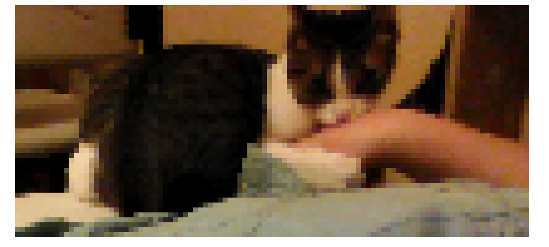 [0b6f03] This S C H T I N K Y kitty [otherwise called toby] has bitten the keneddy. he is now a sacrifice to the ceiling fan