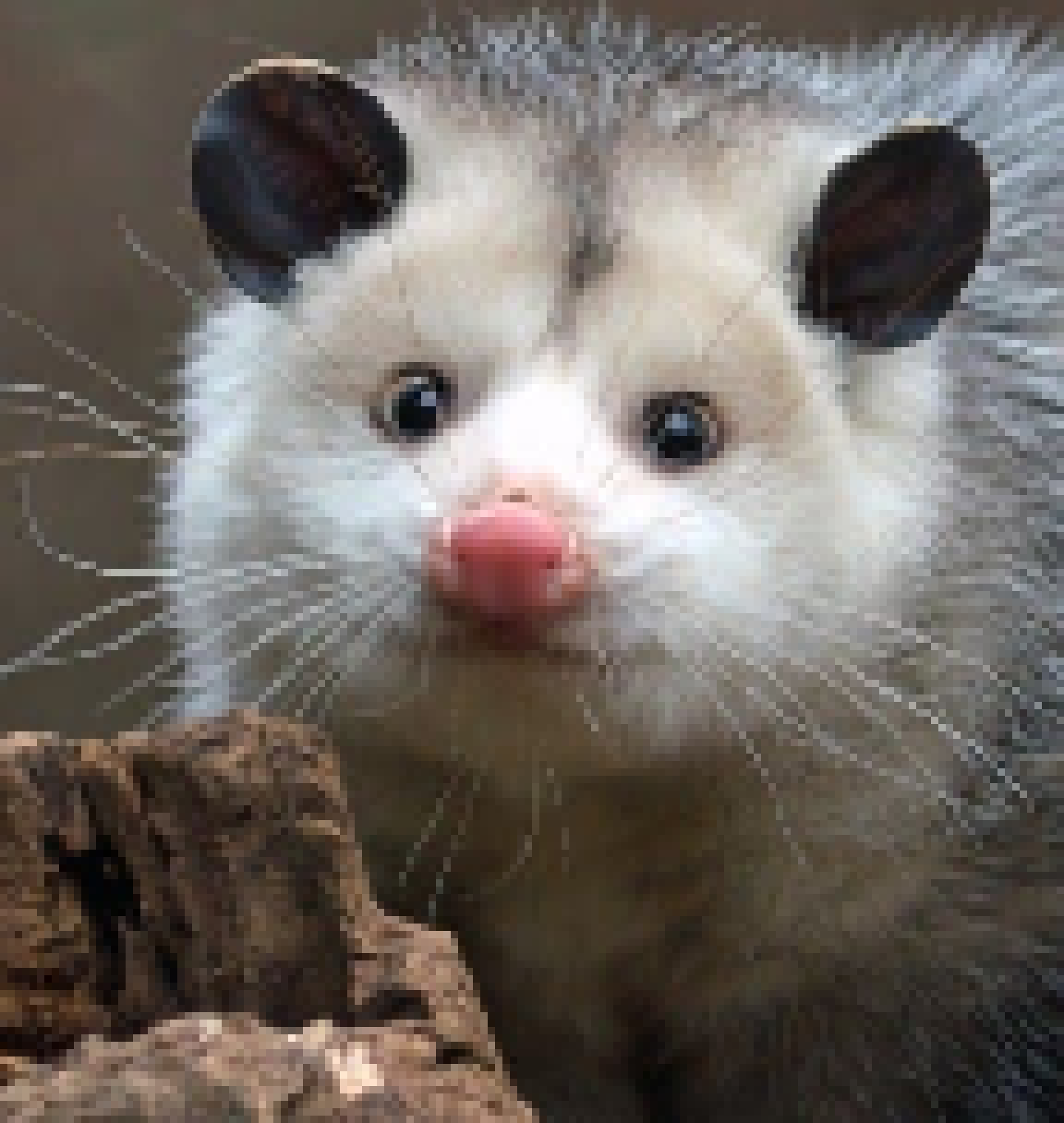 [8048ed] so anyways i've been looking at this fucking creature for way too long