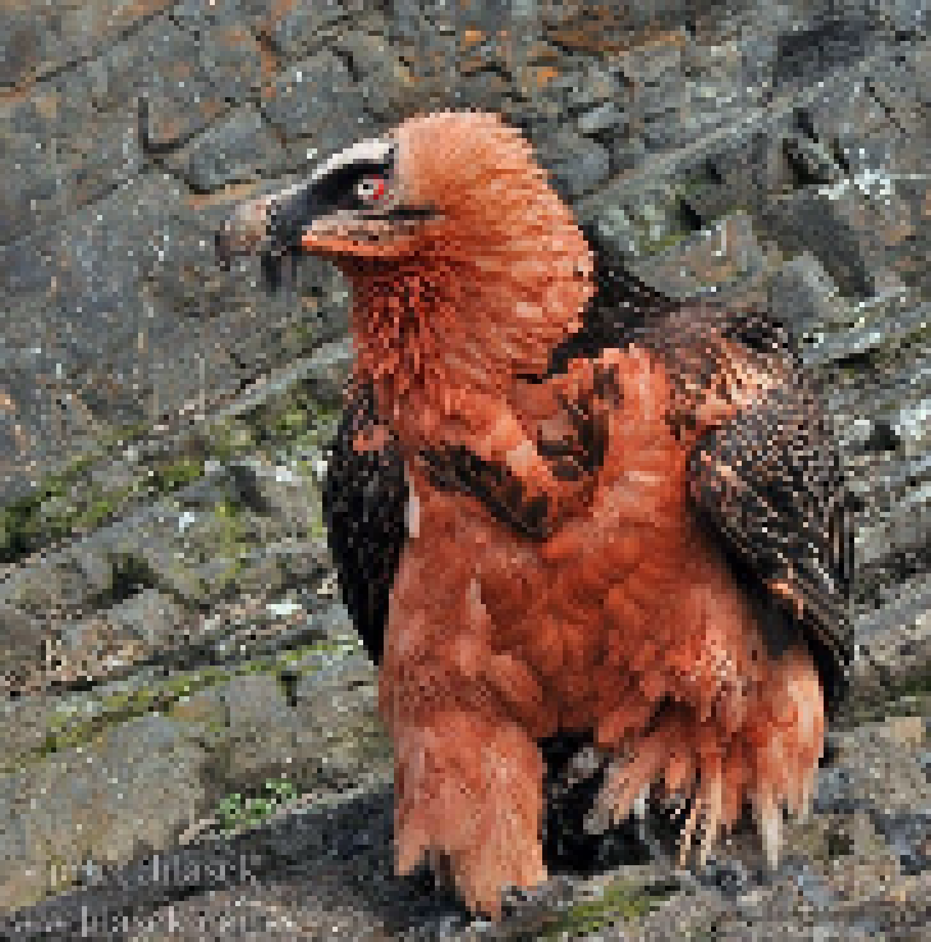 [b09347] Also bmo draw me a bearded vulture variation 