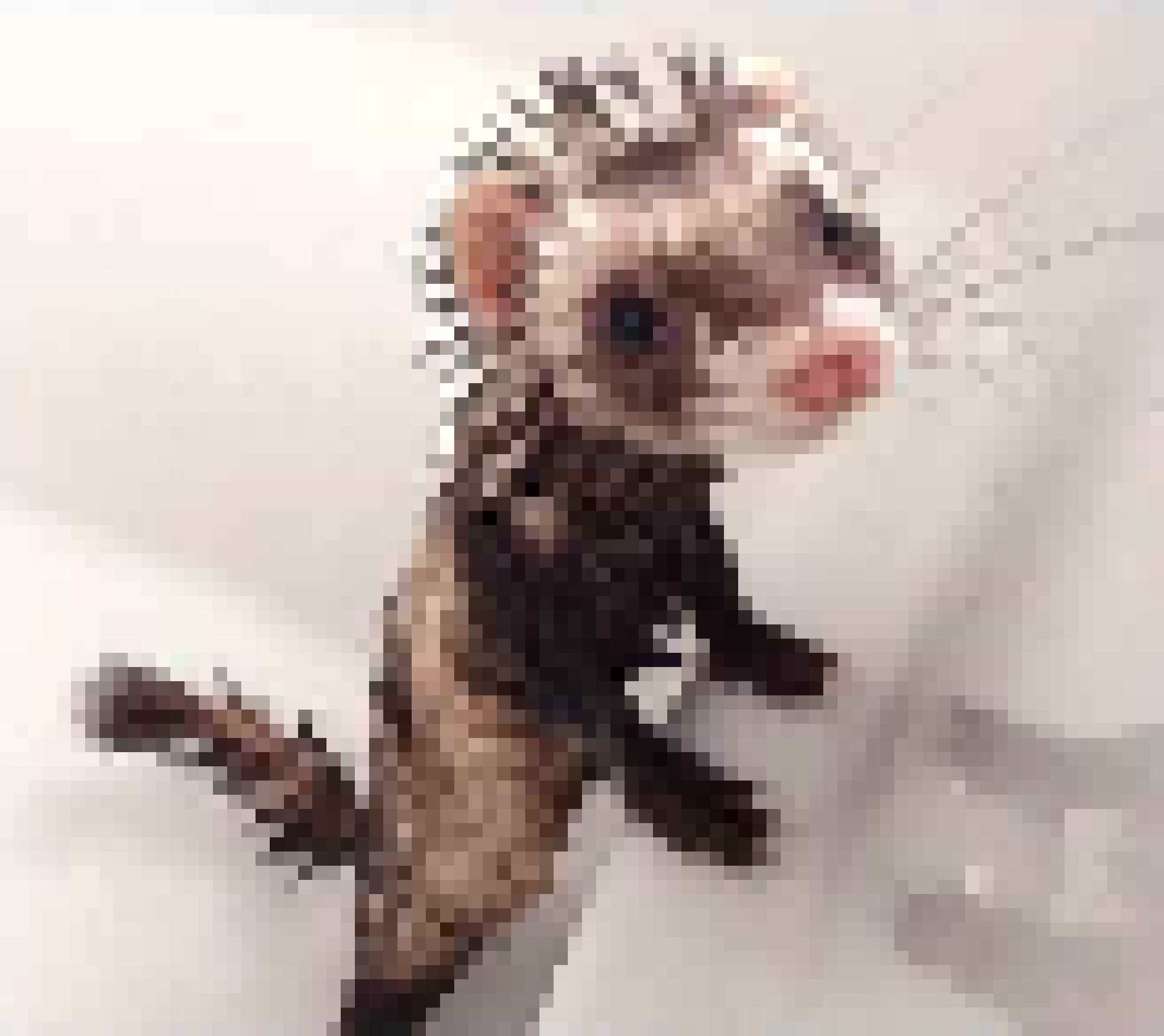 [a88704] ferret