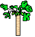[9664c4] papaya three