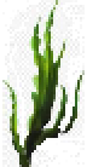 [d82220] seaweed