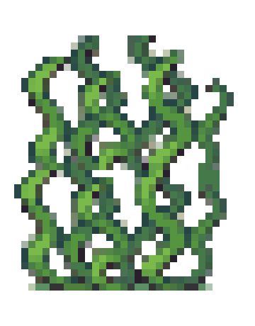 long seaweed