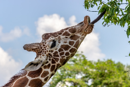 [7d77af] Giraffe eating leaves