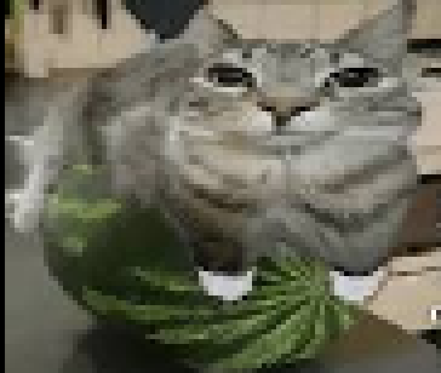[2cade4] CAT. ON. A. MELON. IHUEBUFHBVIEHWFIWVBEWUFIBH