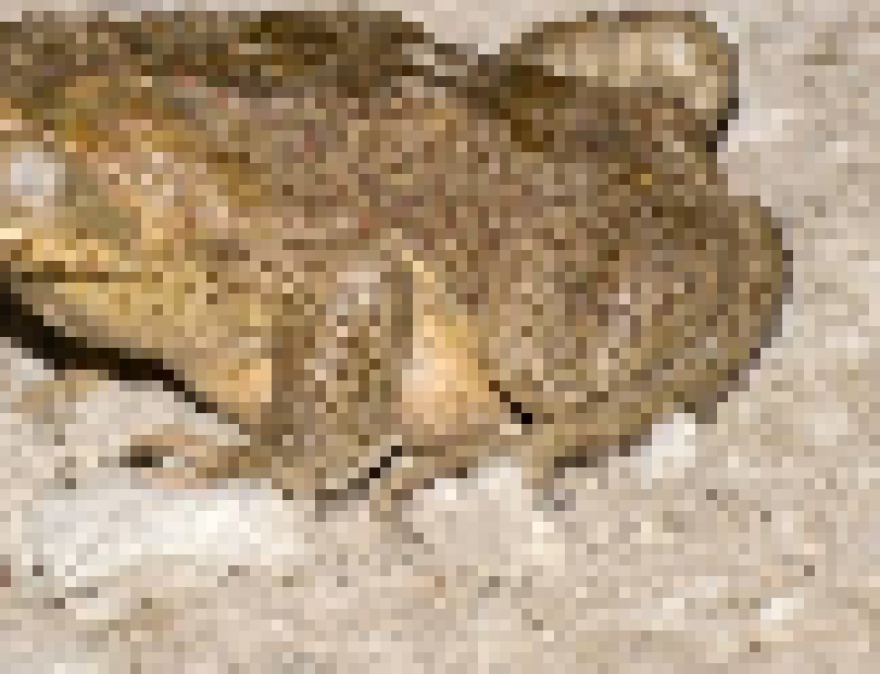 [ff2f9a] cane frog
