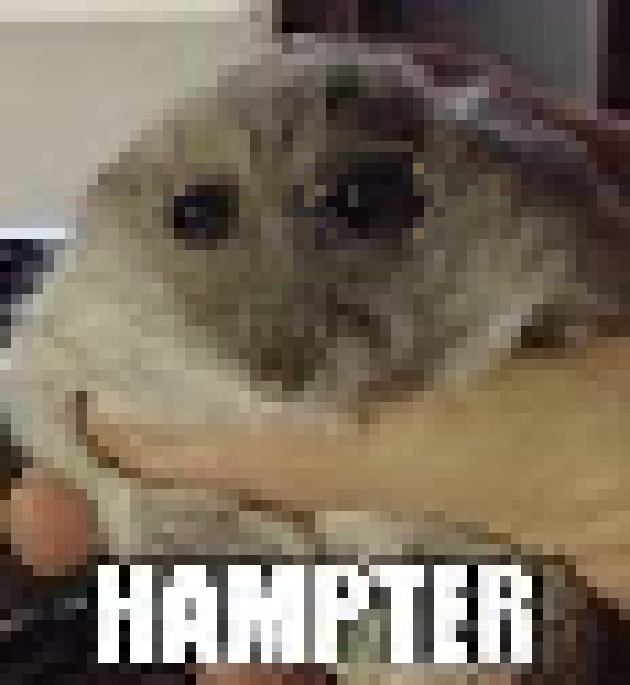 [6c05a7] hampter
