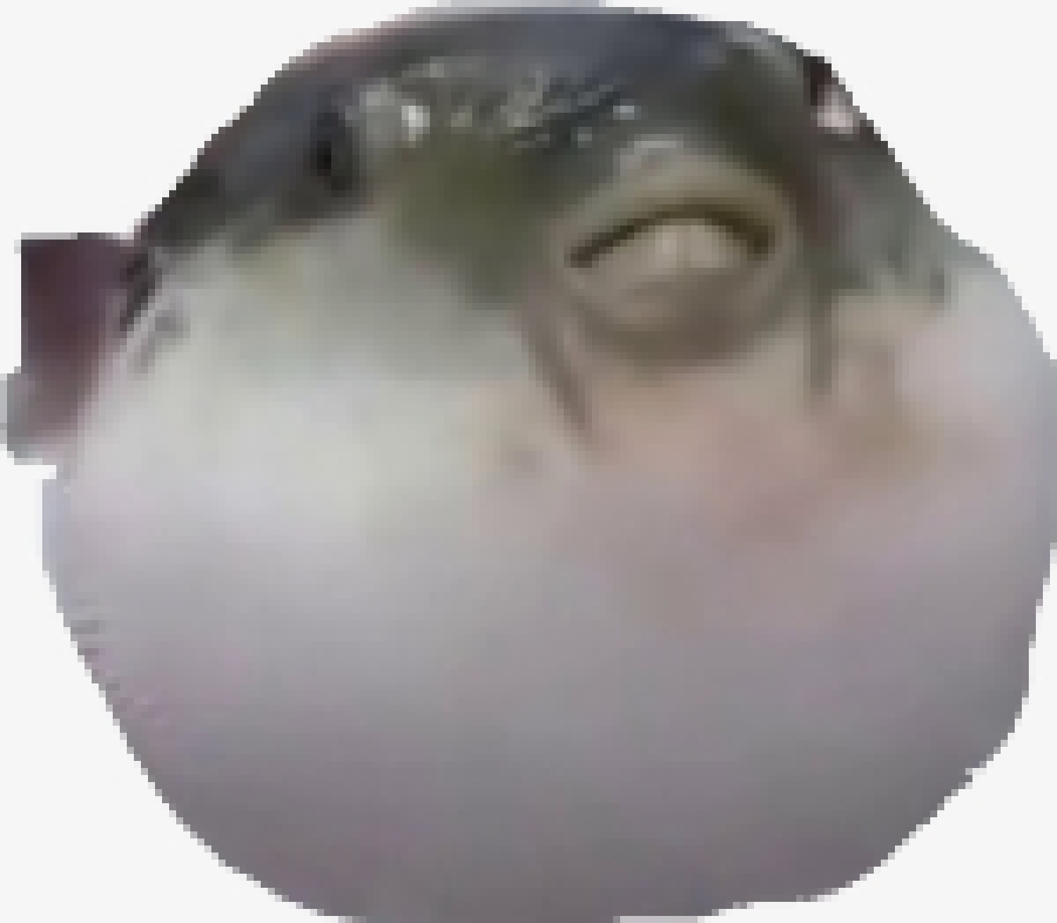[990543] Pufferfish