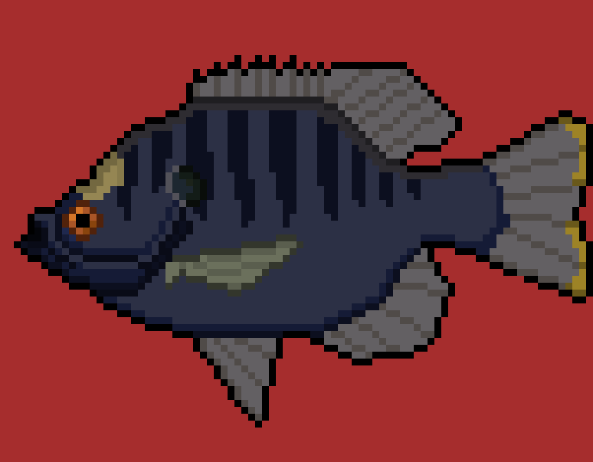 [11f564] Coppernose Bluegill
