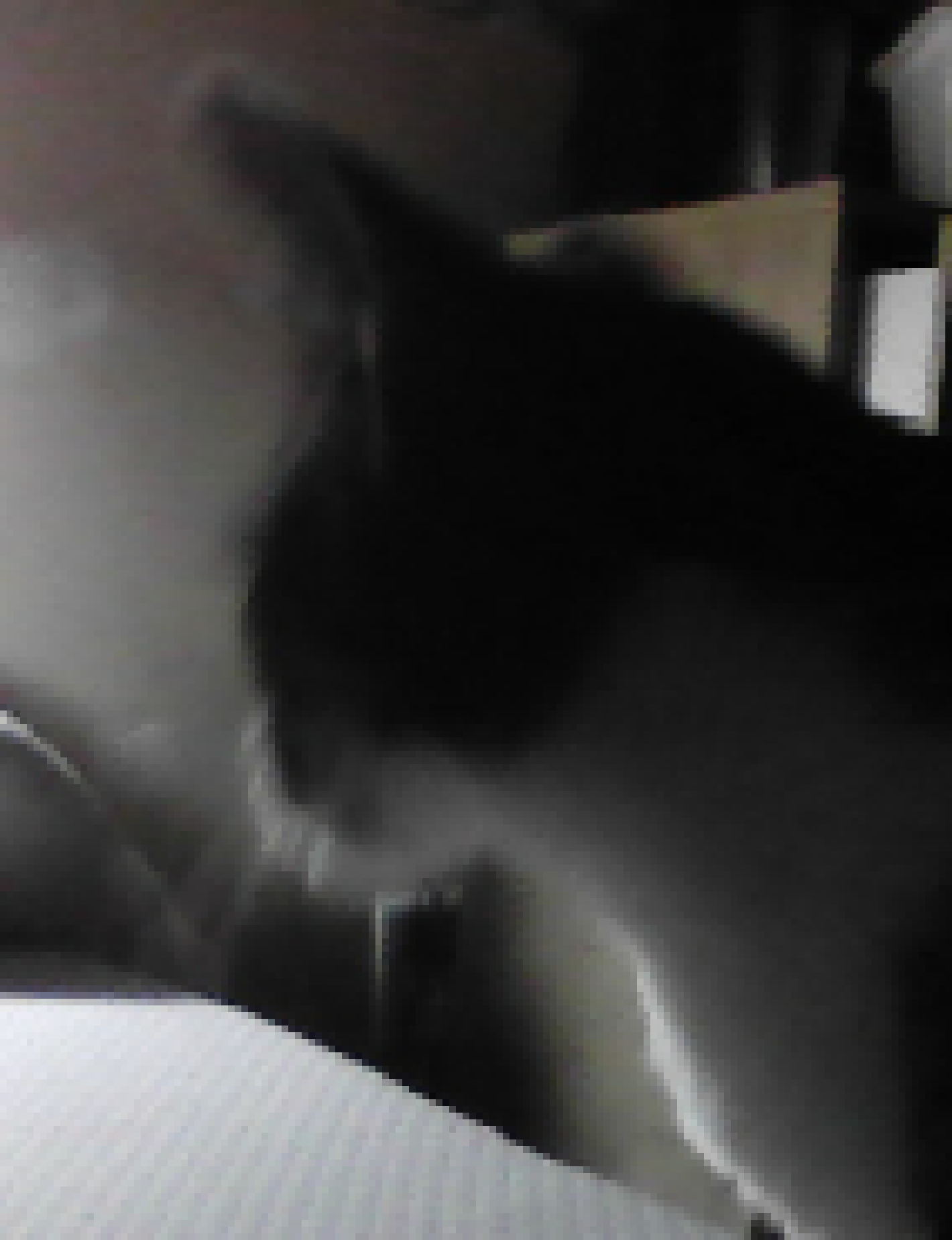 [a18aa4] this is my pet cat toby Tobias 