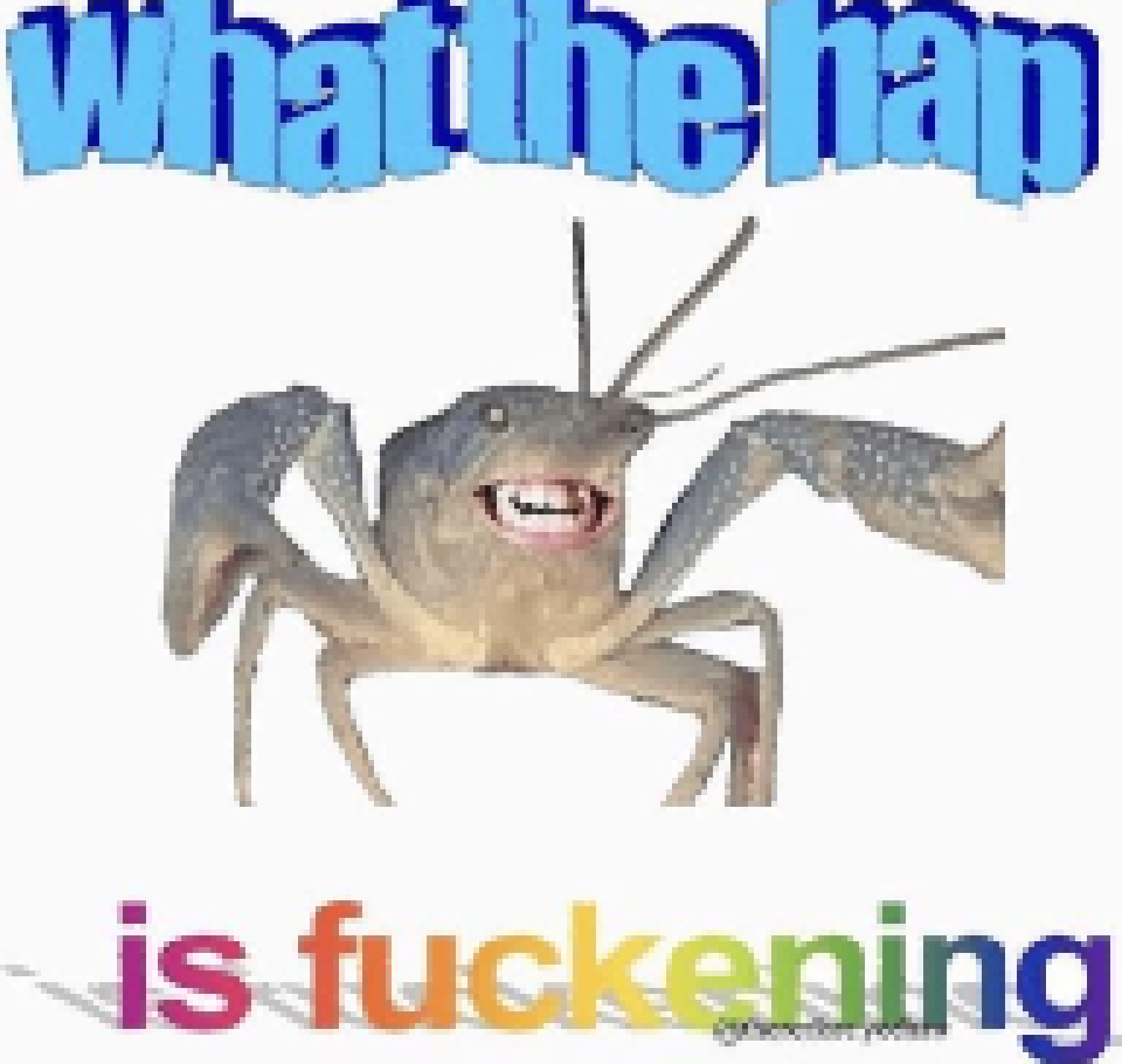 [990543] What the happ is fuckening?