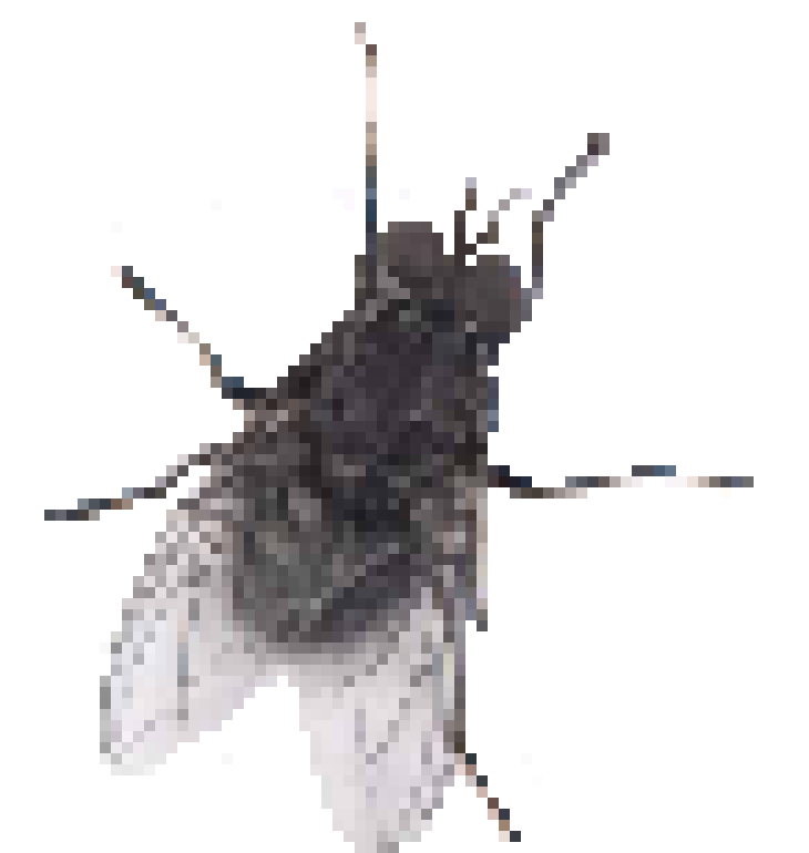 [e3ceae] fly