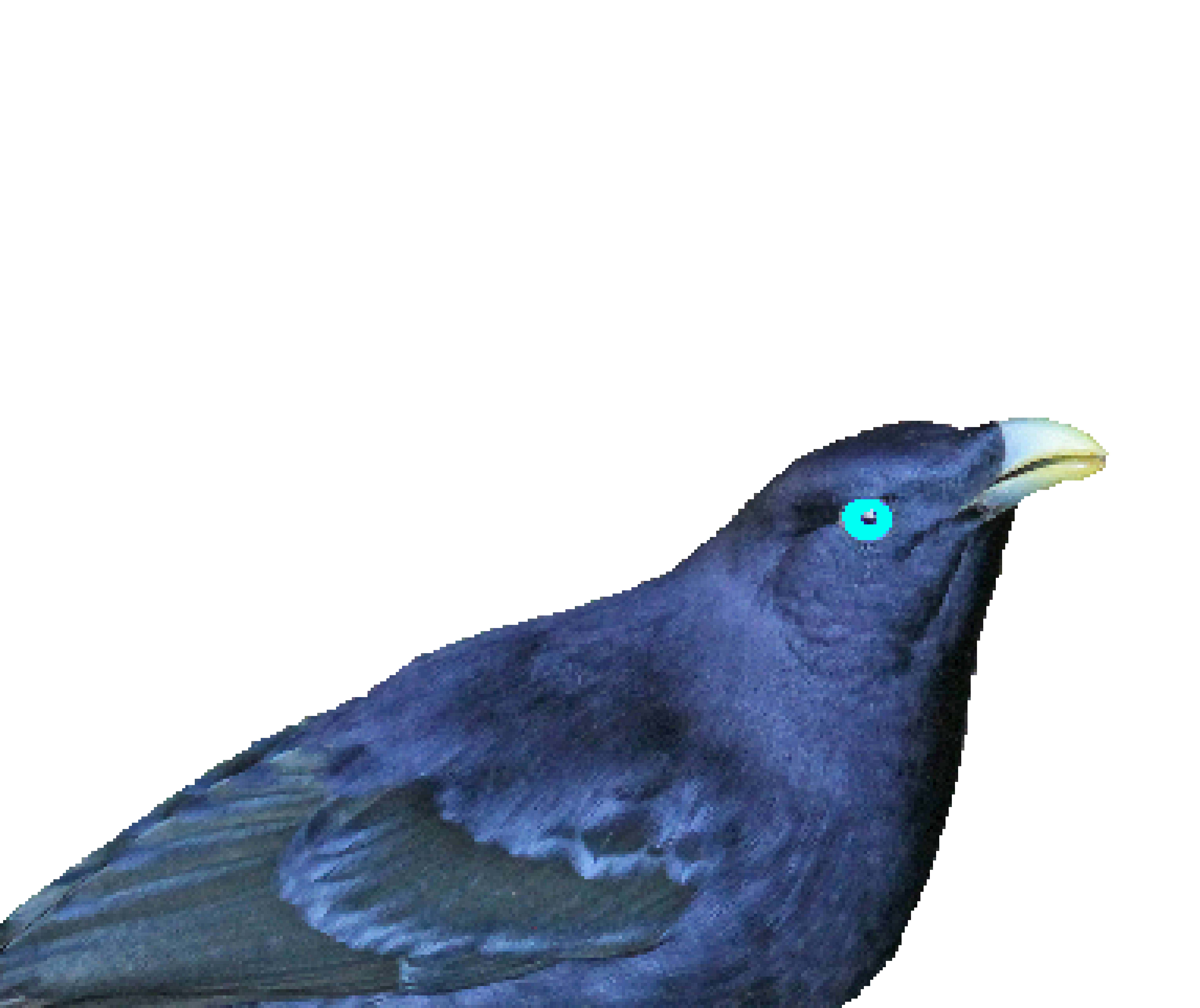 [082a3b] Mr bowerbirdy