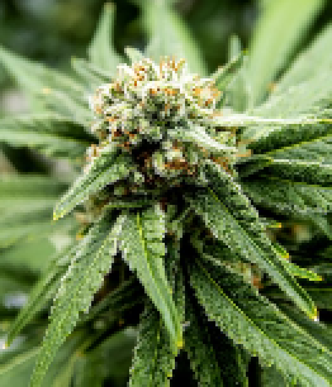 [cbd05a] weed