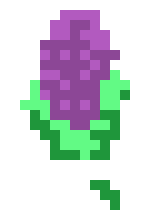 [eac66d] hyacinth5