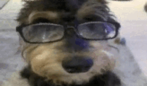[b71264] Dog