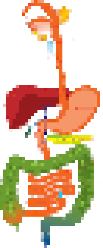 [f59df1] Digestive System