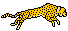 [494c71] Cheetah