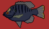 [11f564] Coppernose Bluegill