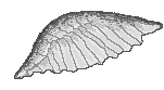 [9664c4] Wings (First pixel art i've ever made)