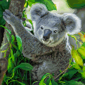 [e7d875] Koala_Chau_5